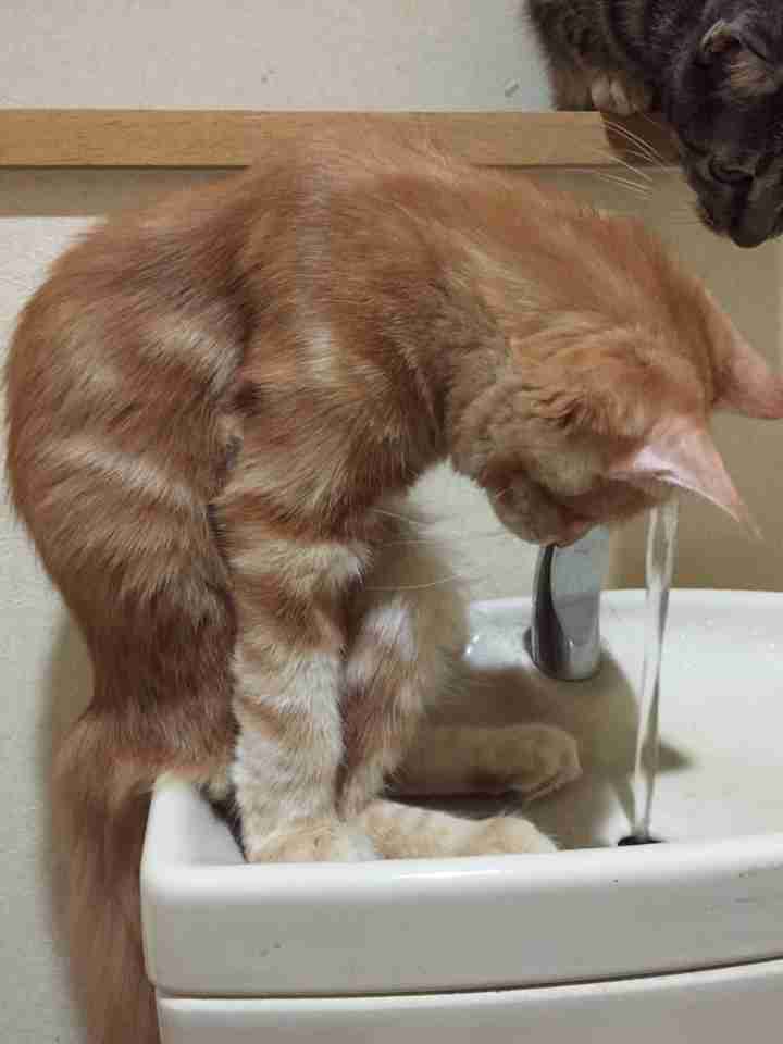 茶トラ猫画像が集まるトピ