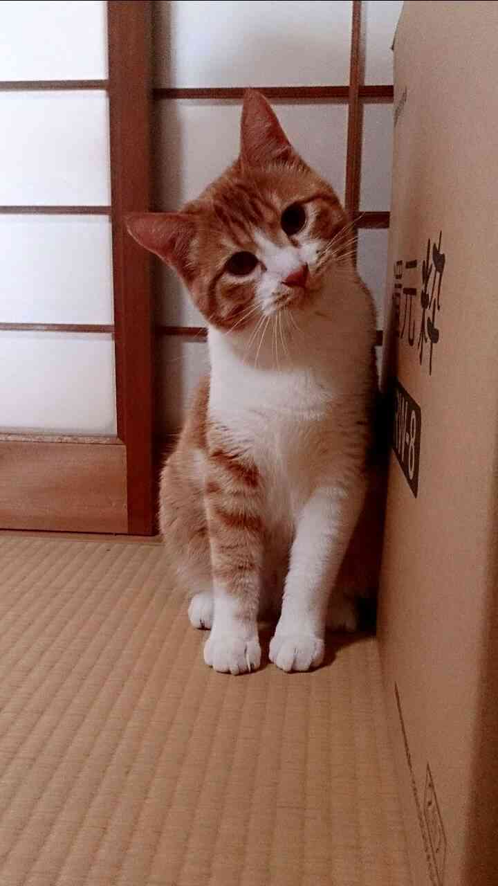 茶トラ猫画像が集まるトピ