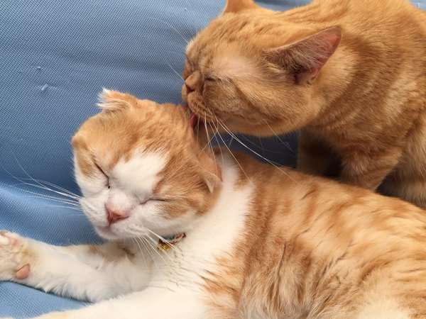 茶トラ猫画像が集まるトピ