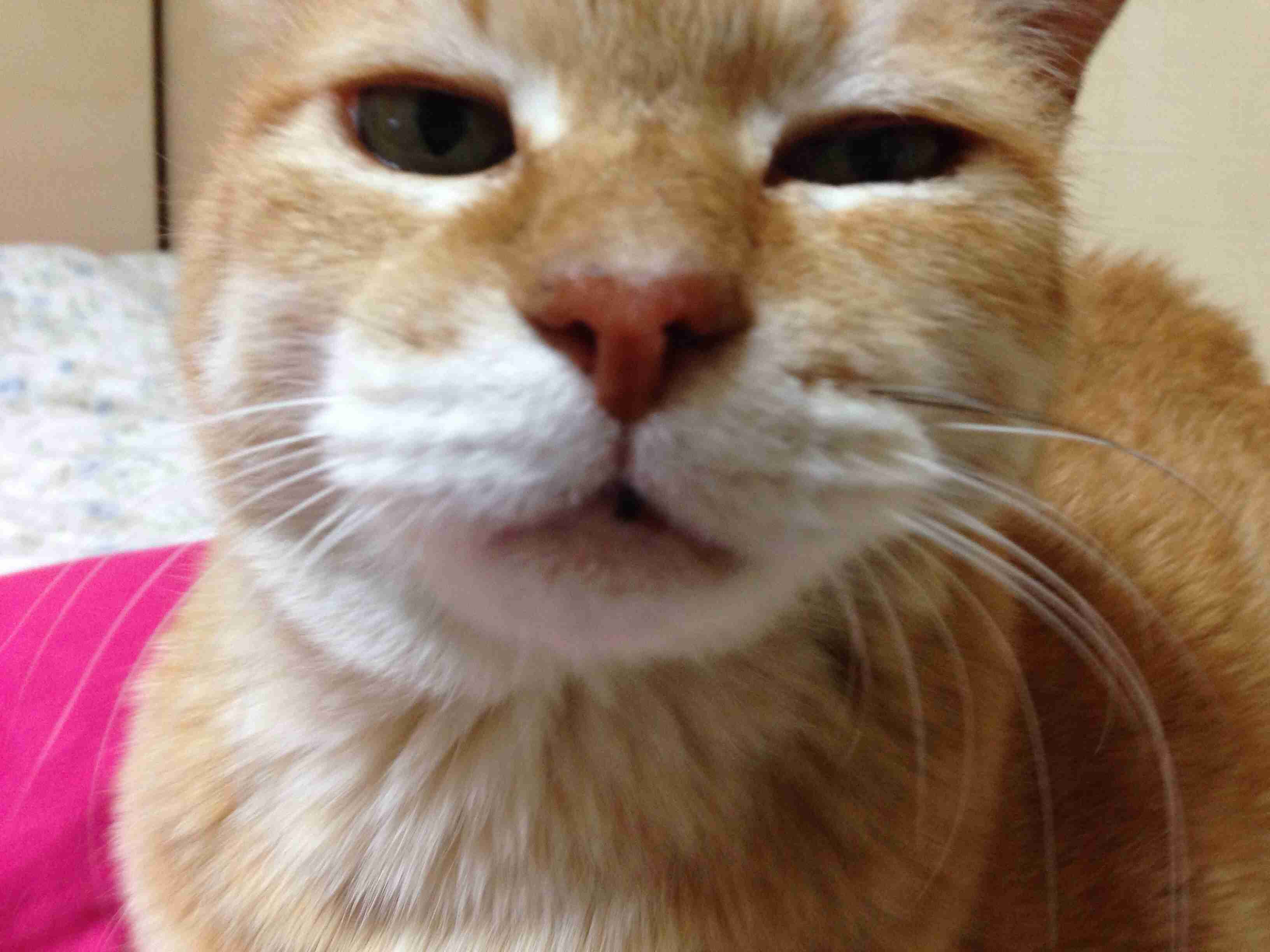 茶トラ猫画像が集まるトピ