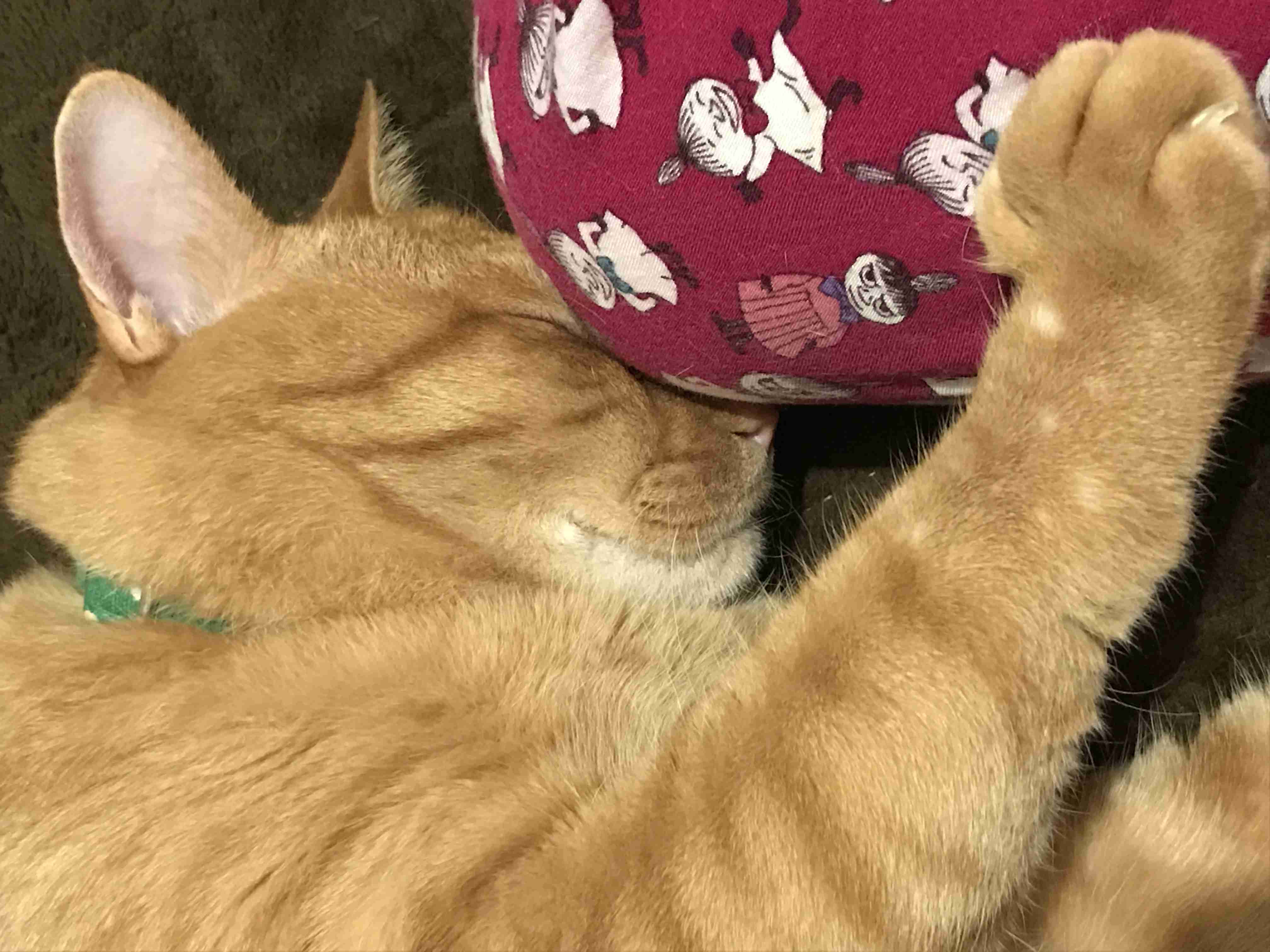 茶トラ猫画像が集まるトピ