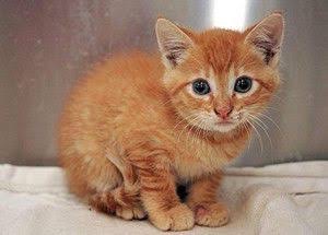 茶トラ猫画像が集まるトピ
