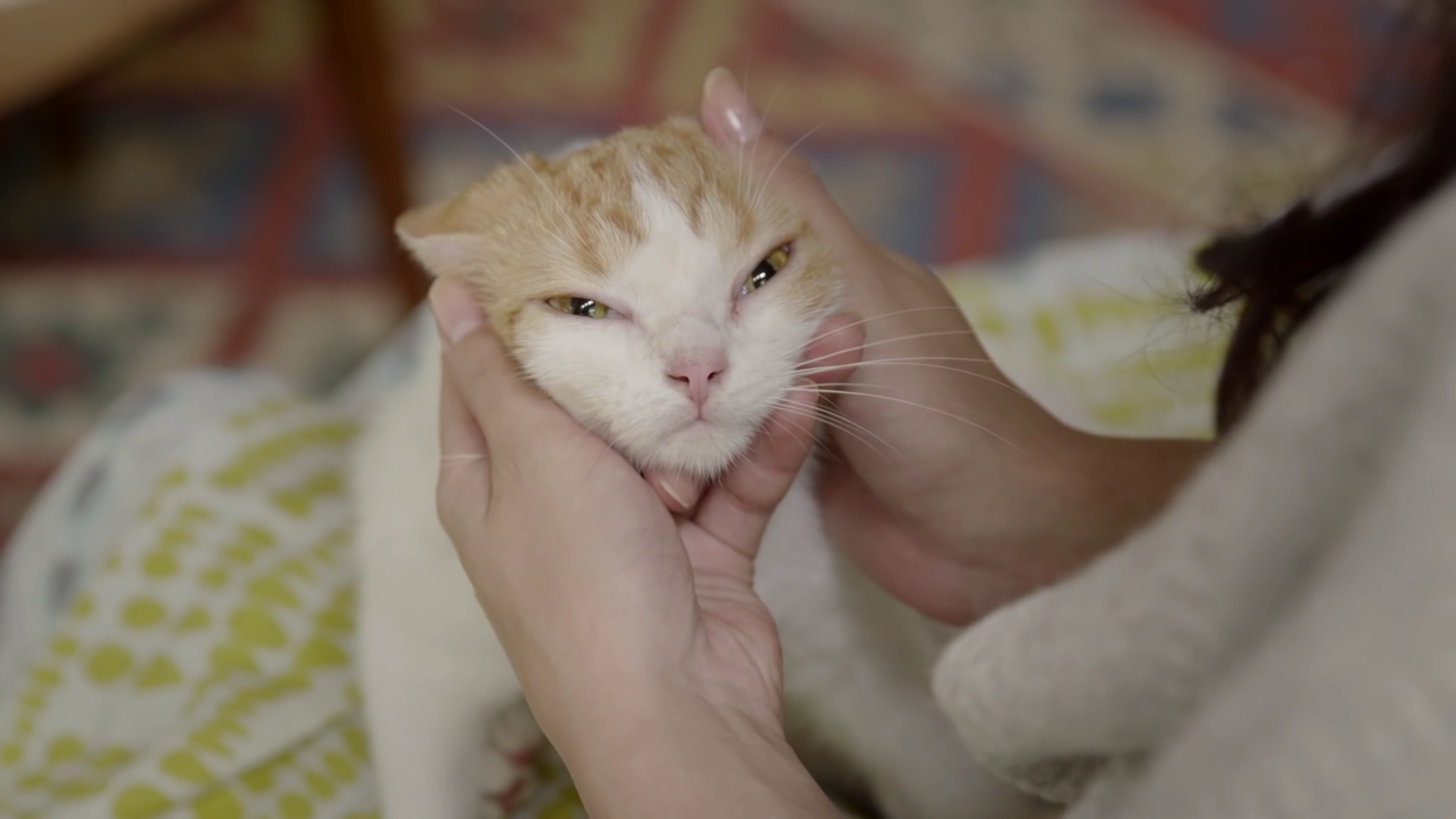 茶トラ猫画像が集まるトピ