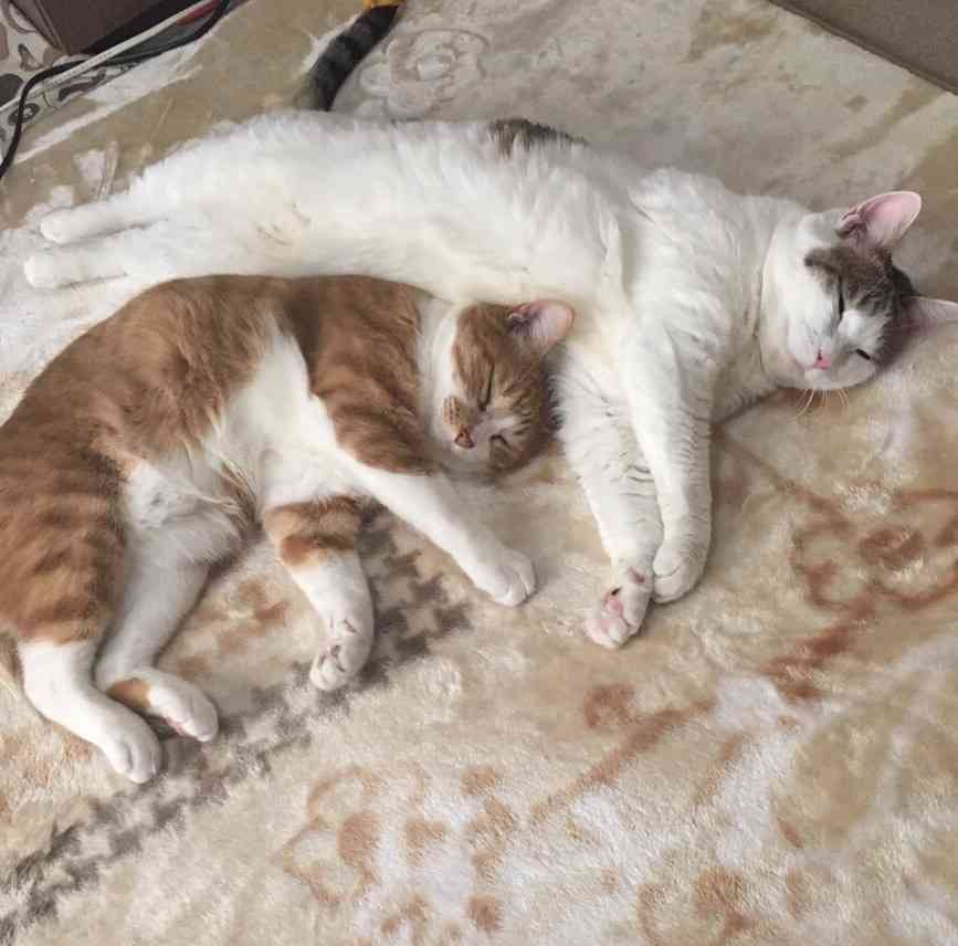 茶トラ猫画像が集まるトピ