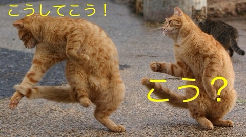茶トラ猫画像が集まるトピ