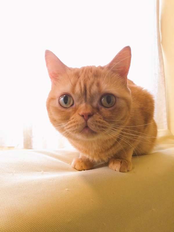 茶トラ猫画像が集まるトピ