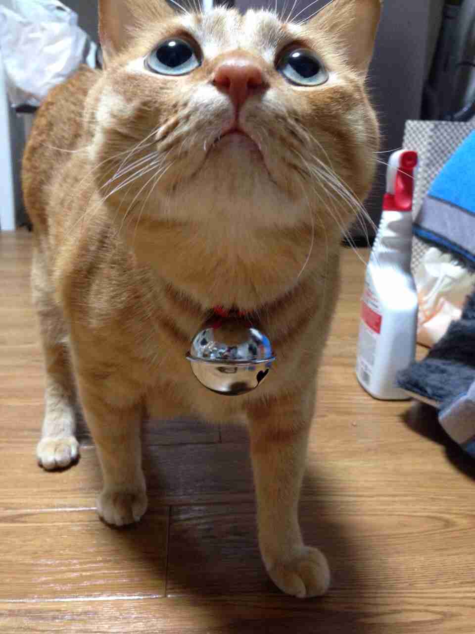 茶トラ猫画像が集まるトピ