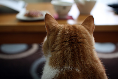 茶トラ猫画像が集まるトピ