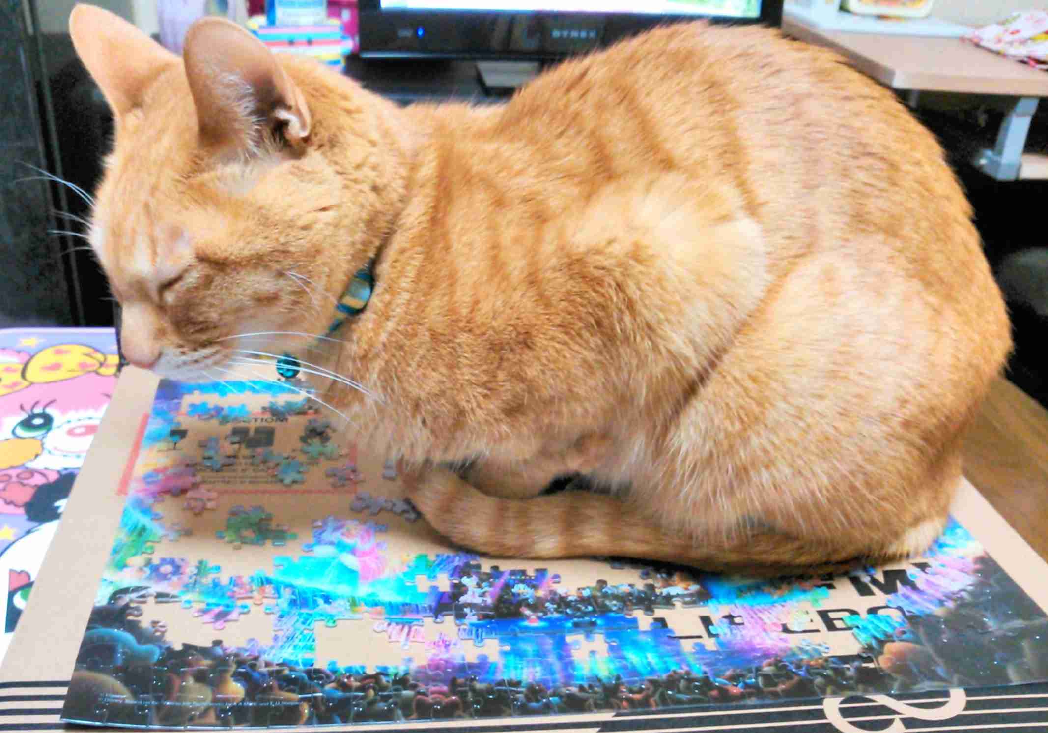 茶トラ猫画像が集まるトピ