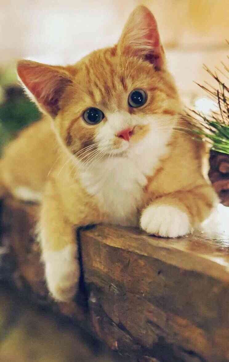 茶トラ猫画像が集まるトピ