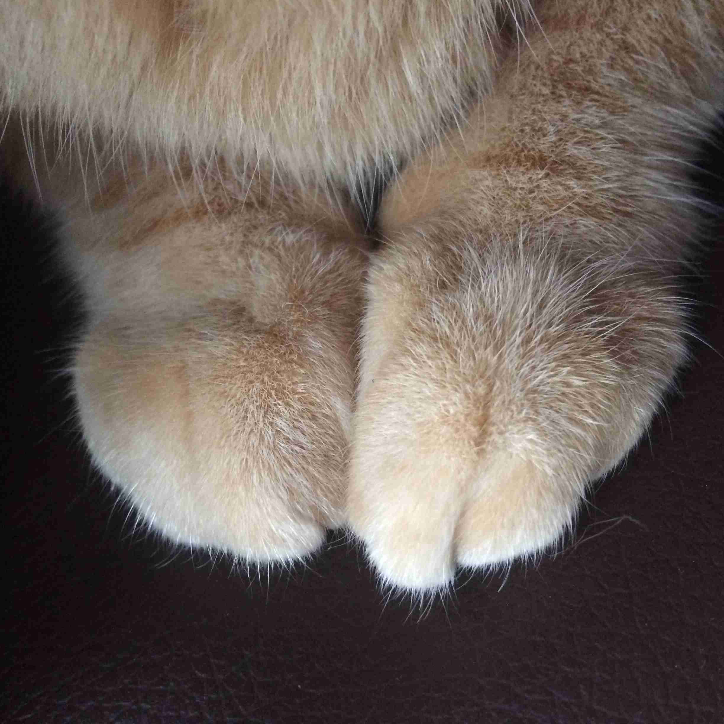 茶トラ猫画像が集まるトピ
