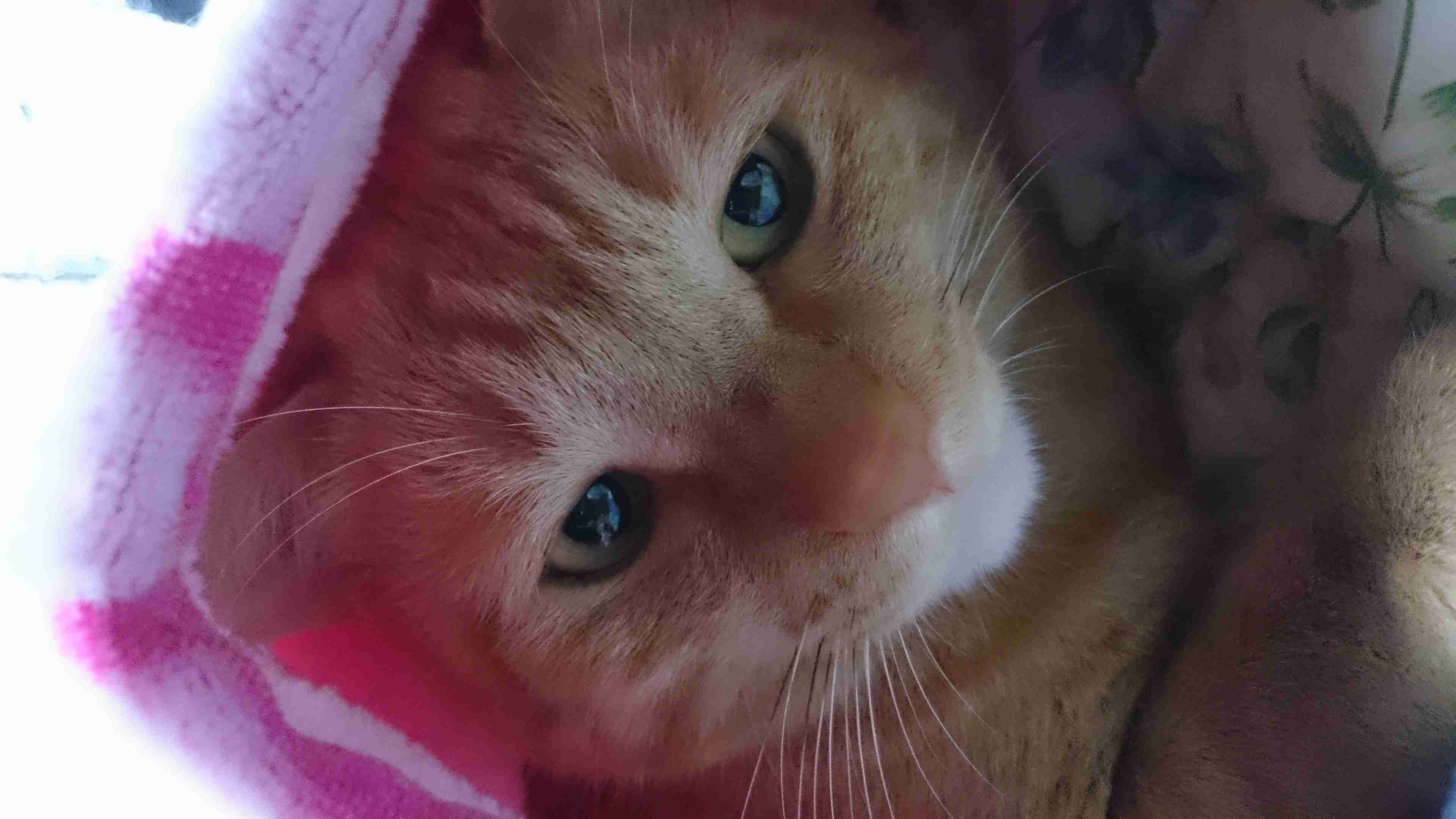 茶トラ猫画像が集まるトピ