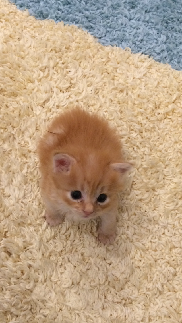 茶トラ猫画像が集まるトピ