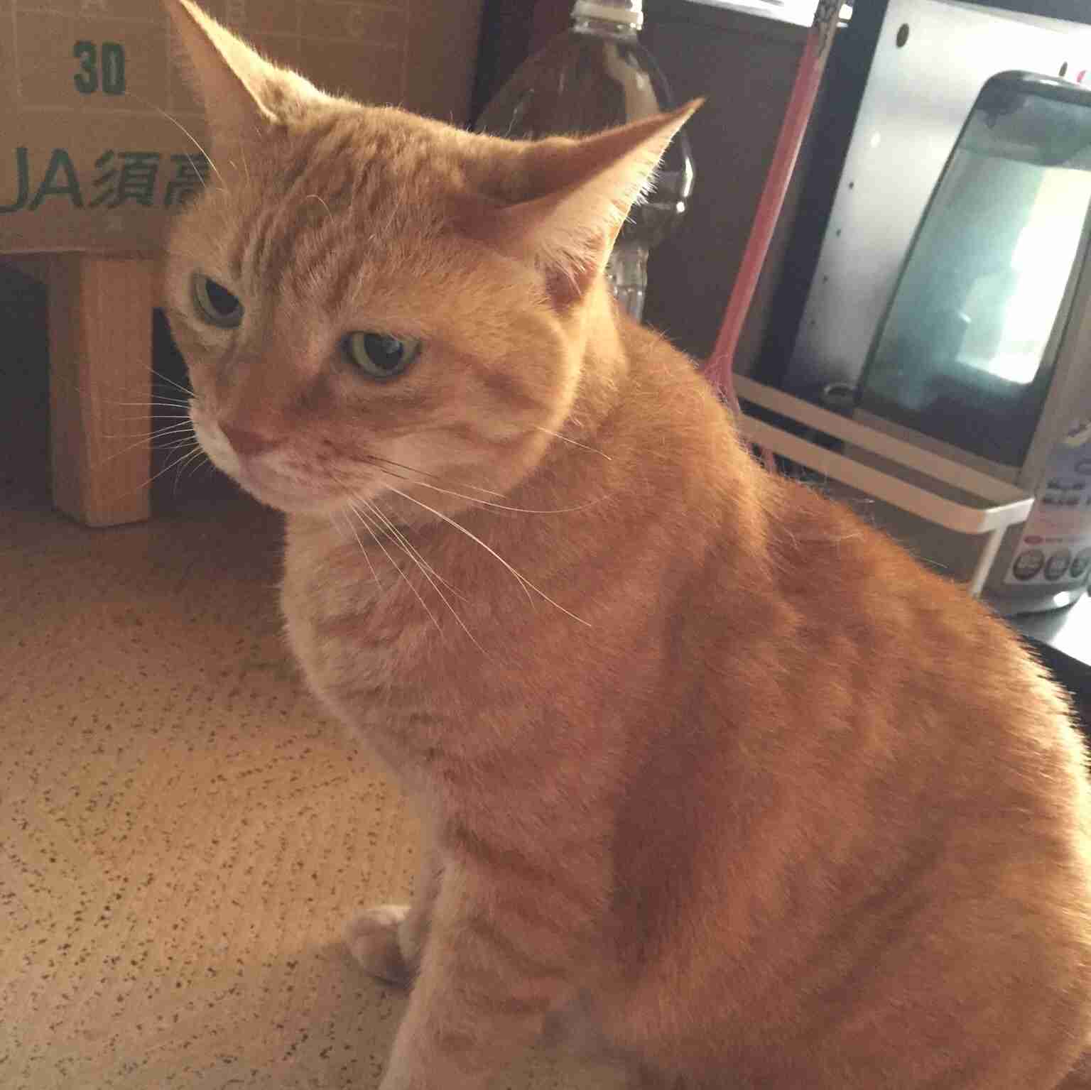 茶トラ猫画像が集まるトピ