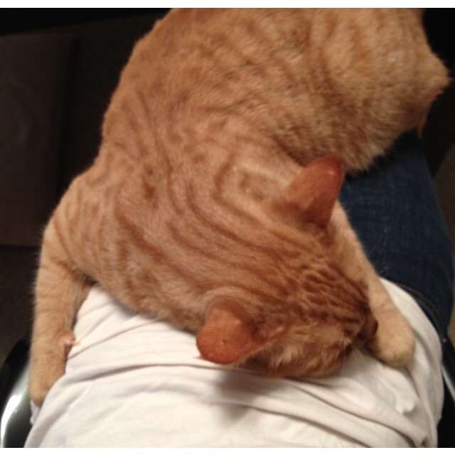 茶トラ猫画像が集まるトピ
