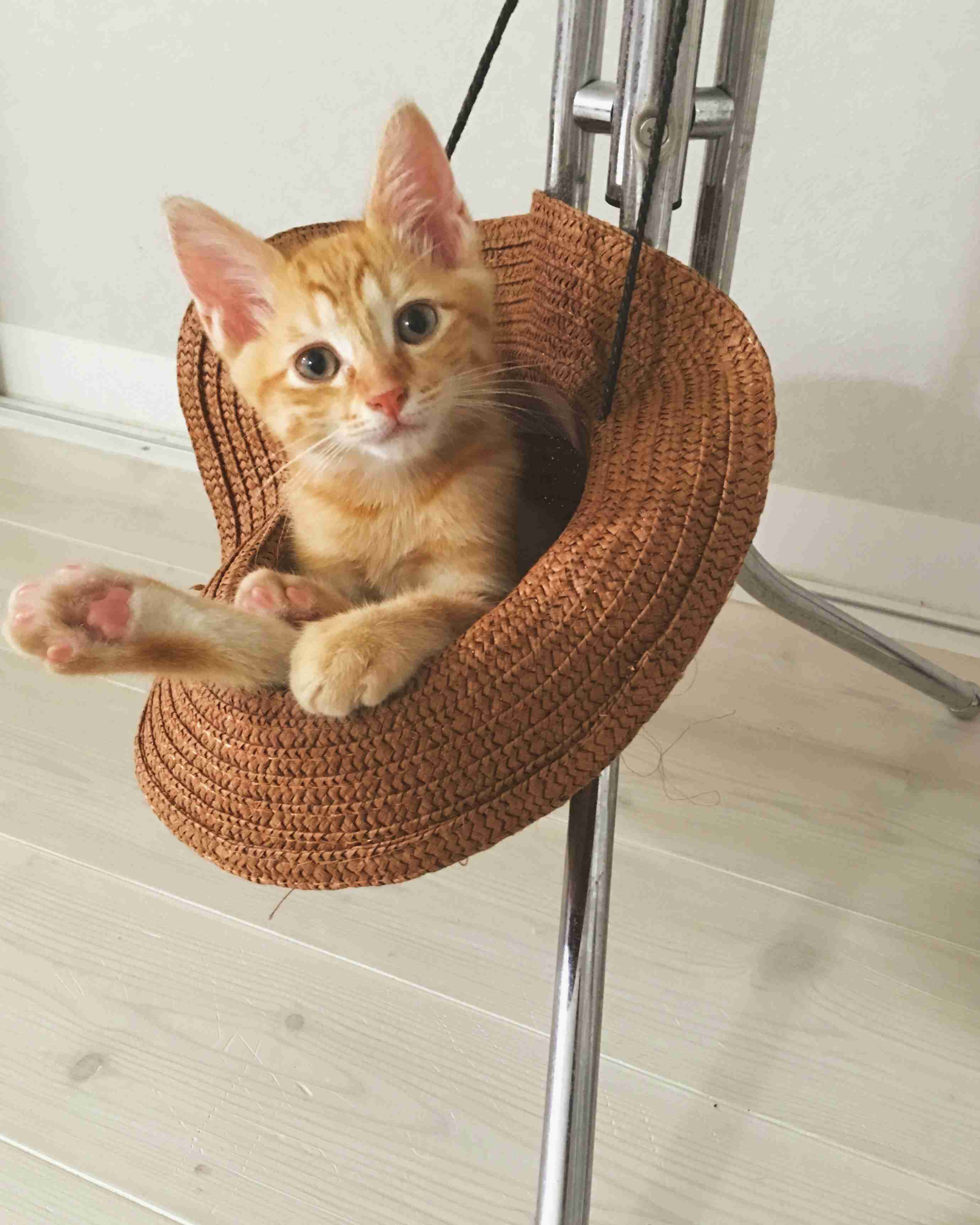 茶トラ猫画像が集まるトピ