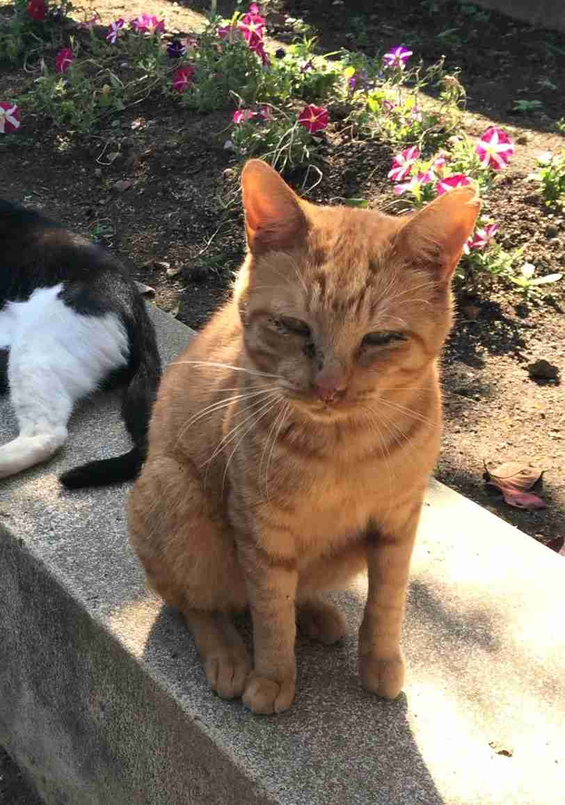 茶トラ猫画像が集まるトピ