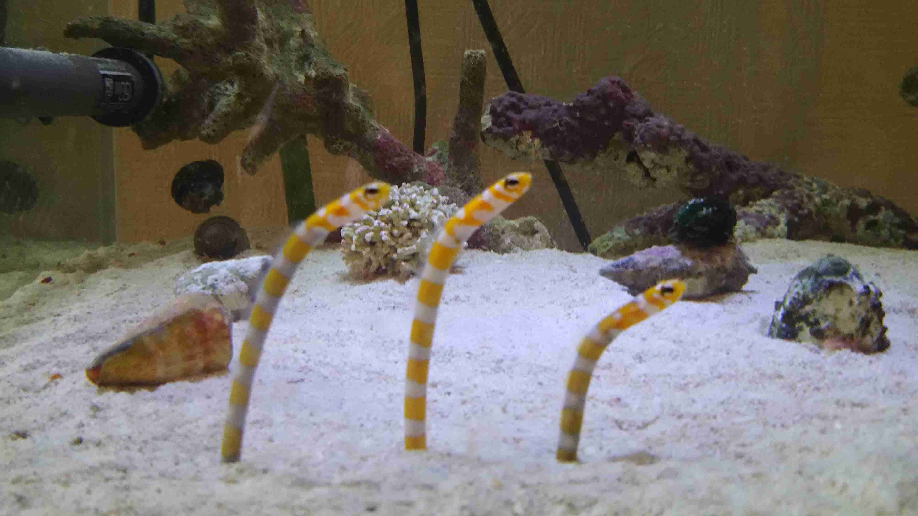 【 金魚】可愛い、綺麗なお魚画像ください~【熱帯魚 】