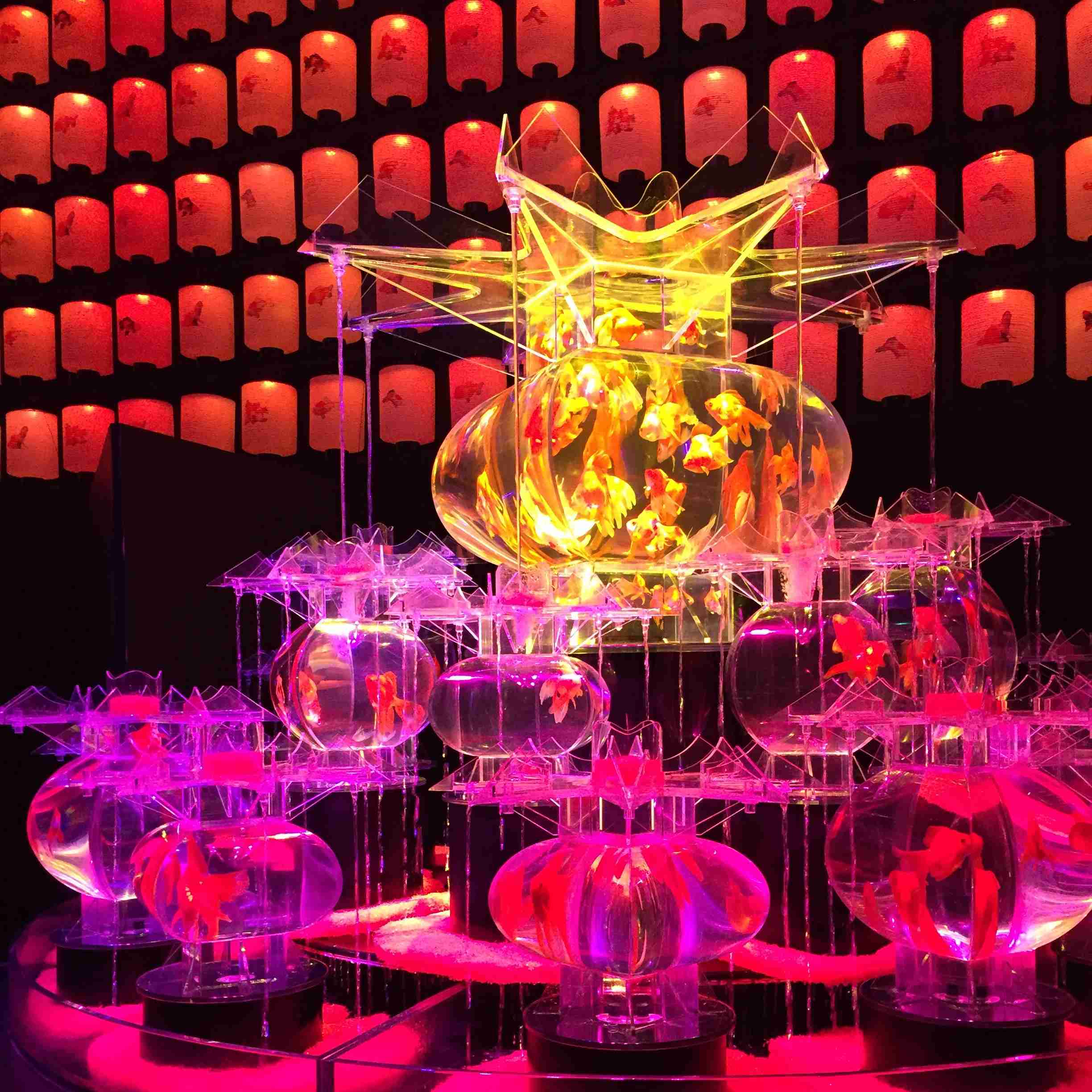 【 金魚】可愛い、綺麗なお魚画像ください~【熱帯魚 】