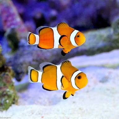 【 金魚】可愛い、綺麗なお魚画像ください~【熱帯魚 】