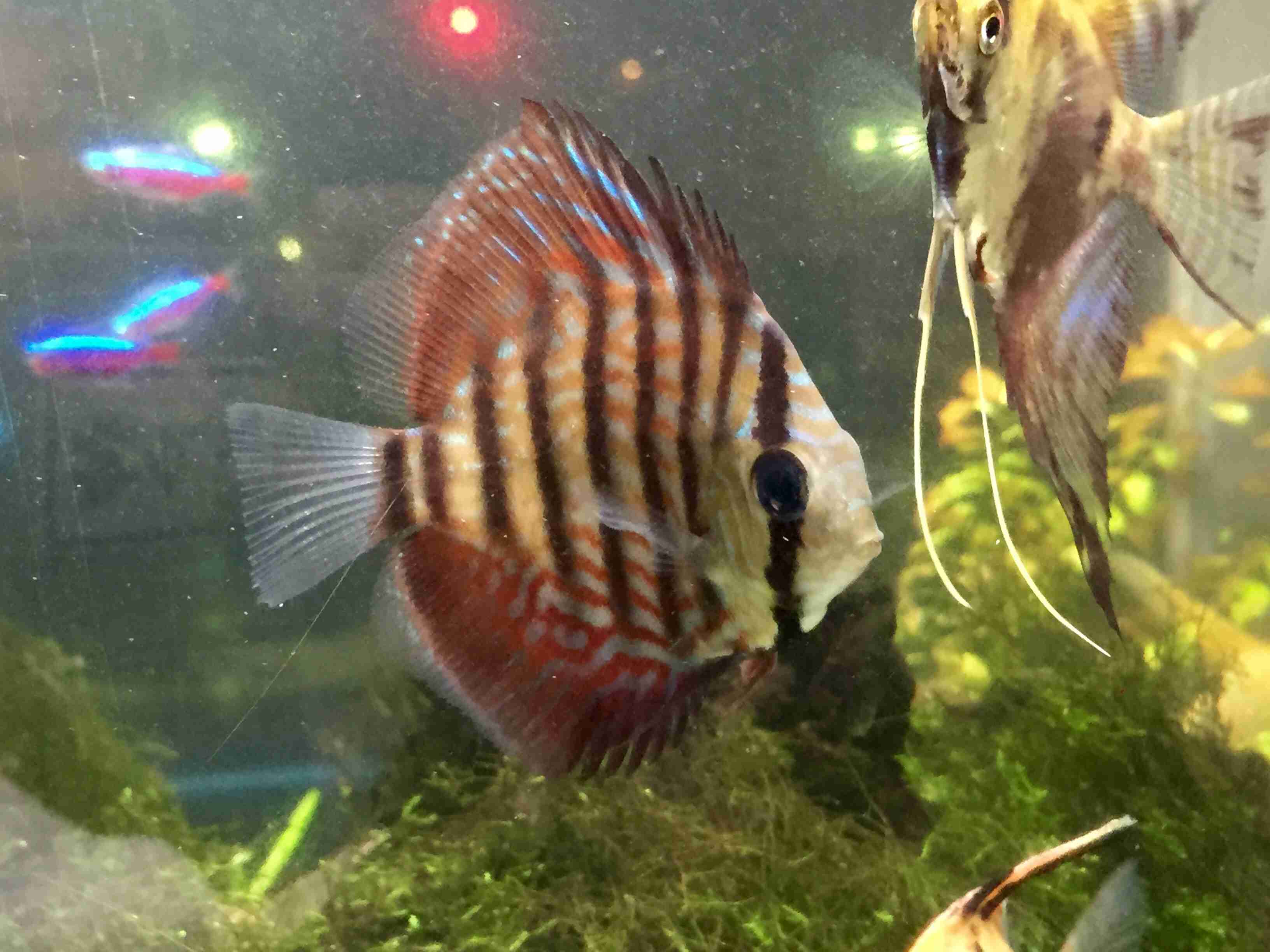 【 金魚】可愛い、綺麗なお魚画像ください~【熱帯魚 】