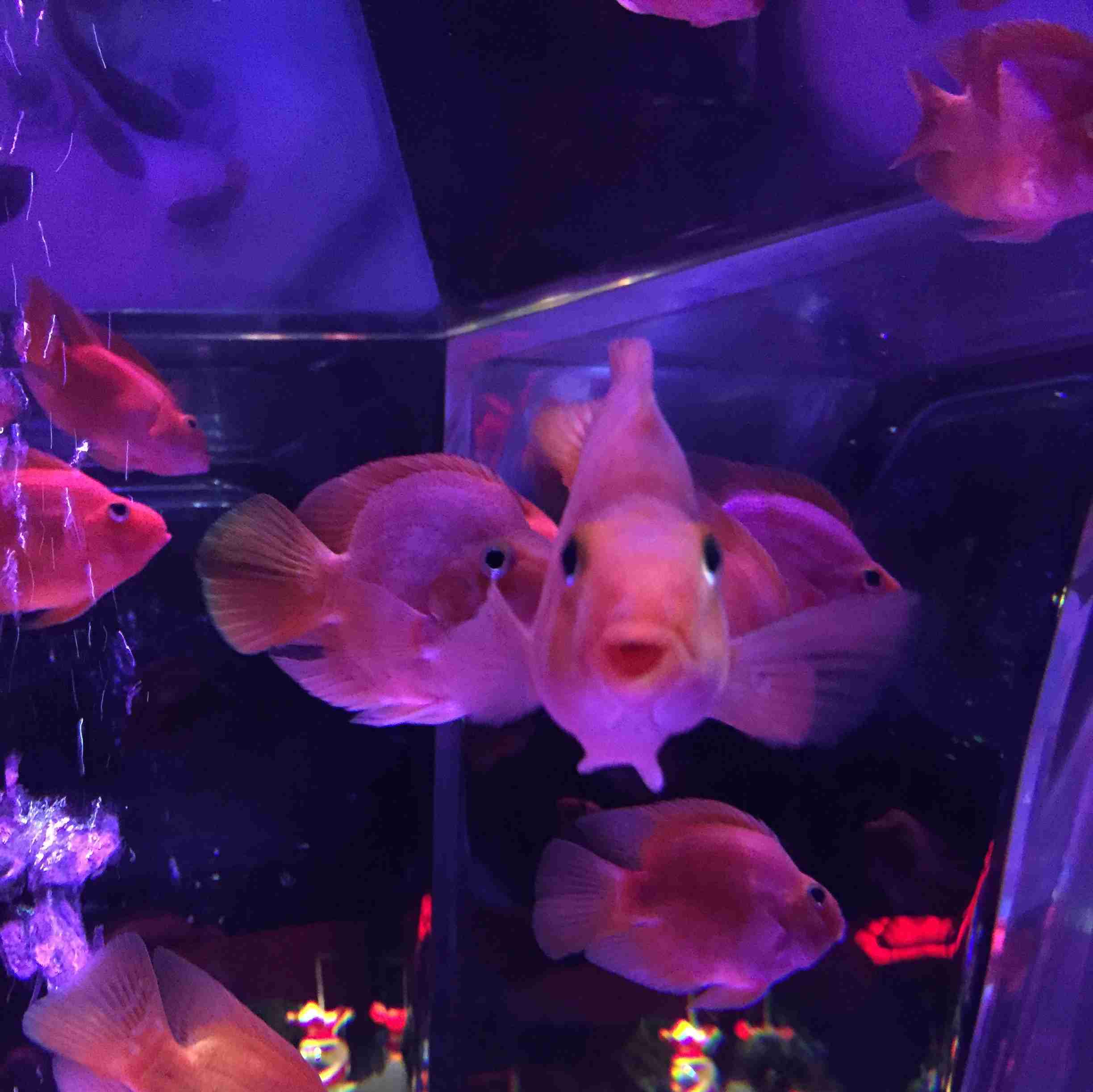 【 金魚】可愛い、綺麗なお魚画像ください~【熱帯魚 】