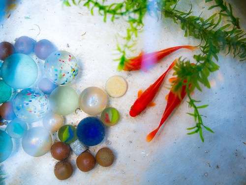 【 金魚】可愛い、綺麗なお魚画像ください~【熱帯魚 】