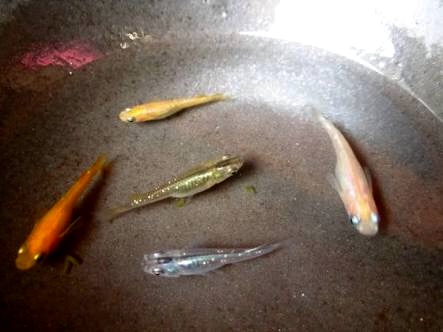 【 金魚】可愛い、綺麗なお魚画像ください~【熱帯魚 】