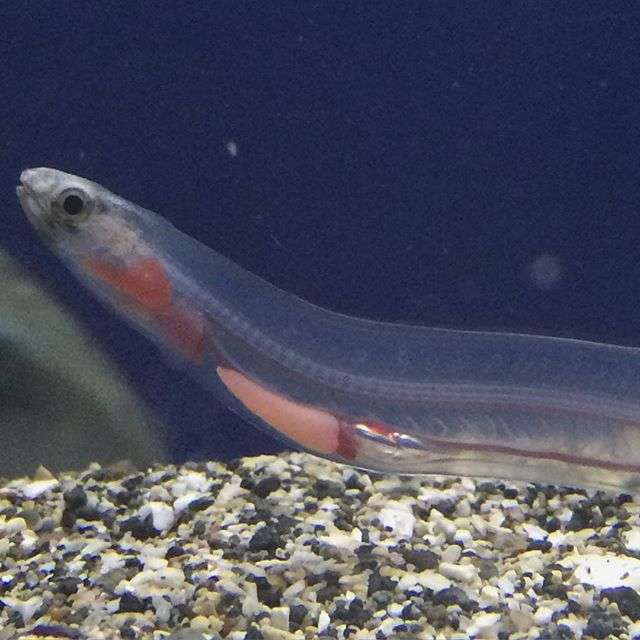 【 金魚】可愛い、綺麗なお魚画像ください~【熱帯魚 】