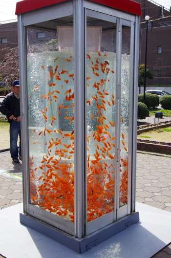 【 金魚】可愛い、綺麗なお魚画像ください~【熱帯魚 】