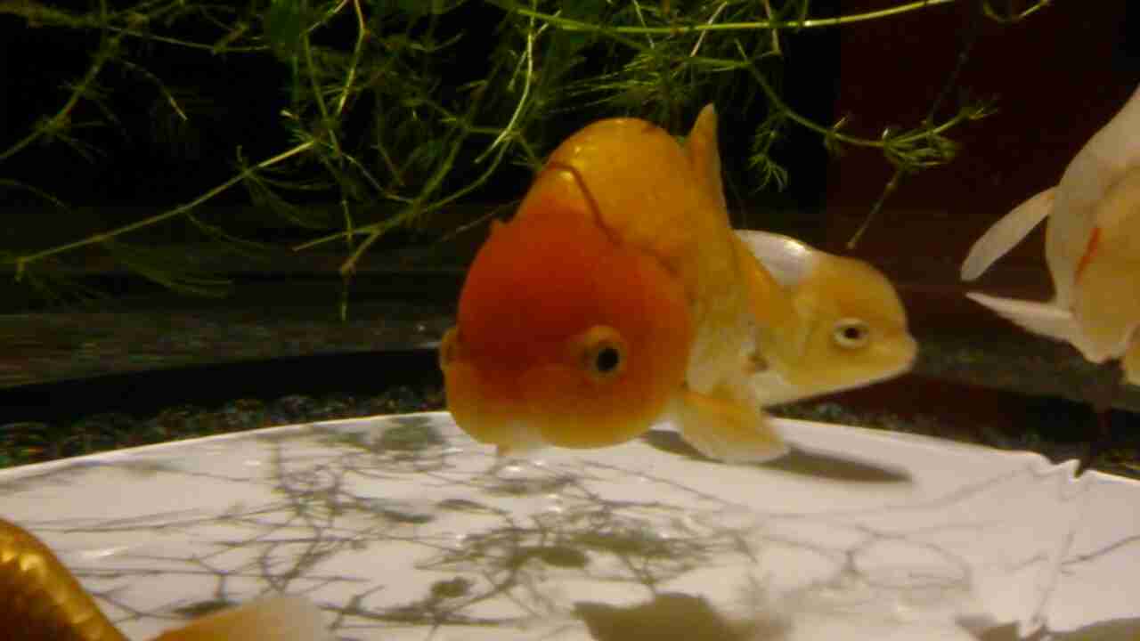 【 金魚】可愛い、綺麗なお魚画像ください~【熱帯魚 】