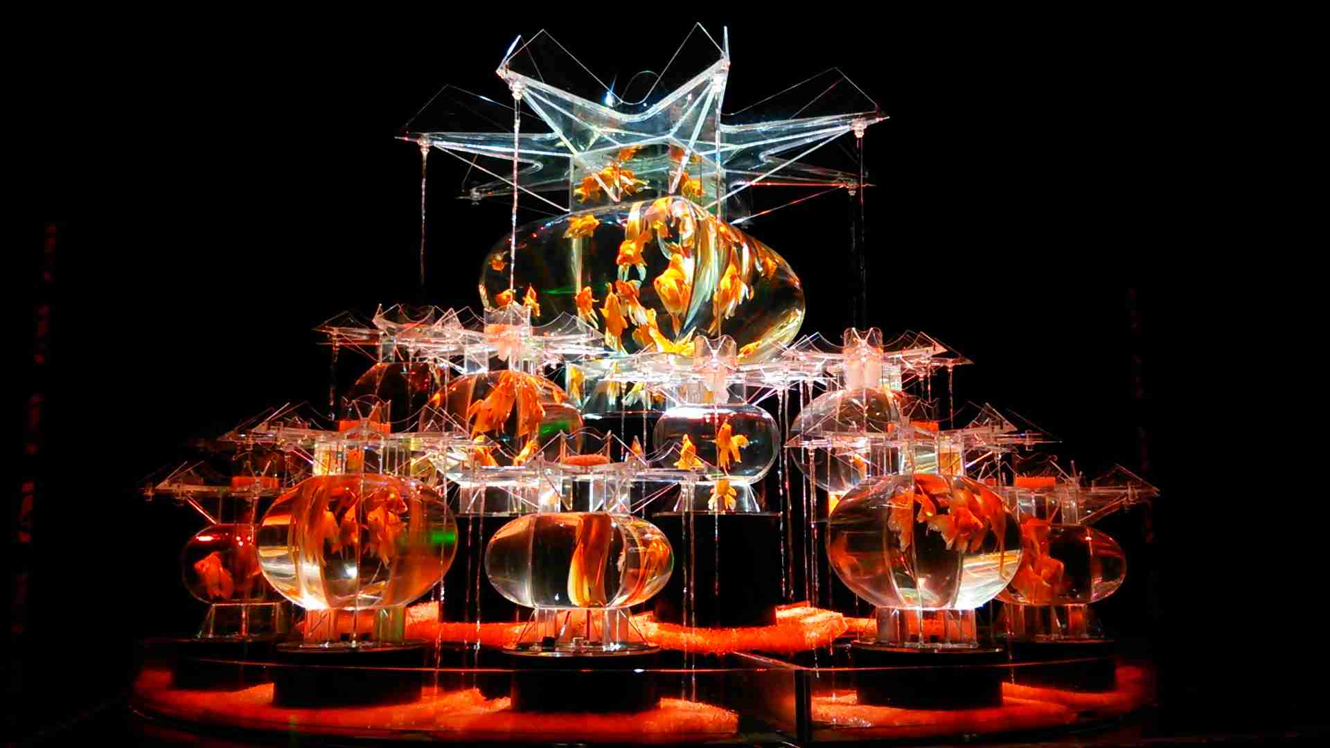 【 金魚】可愛い、綺麗なお魚画像ください~【熱帯魚 】