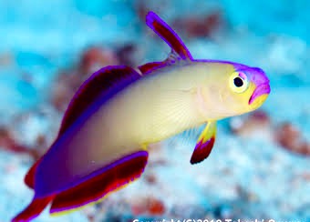 【 金魚】可愛い、綺麗なお魚画像ください~【熱帯魚 】