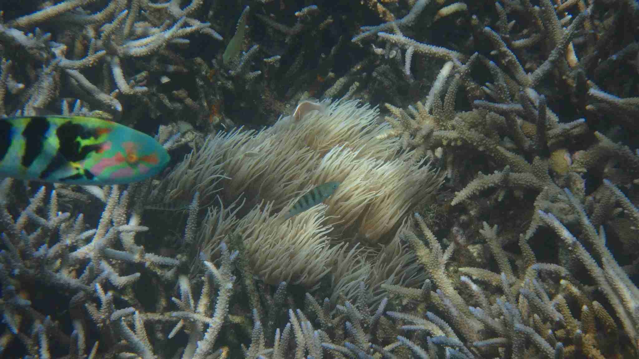 【 金魚】可愛い、綺麗なお魚画像ください~【熱帯魚 】