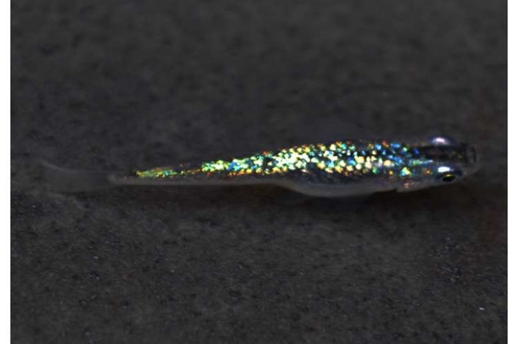 【 金魚】可愛い、綺麗なお魚画像ください~【熱帯魚 】