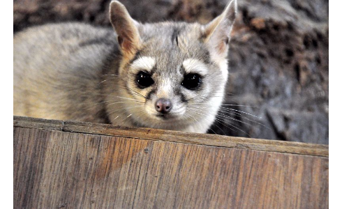【 金魚】可愛い、綺麗なお魚画像ください~【熱帯魚 】