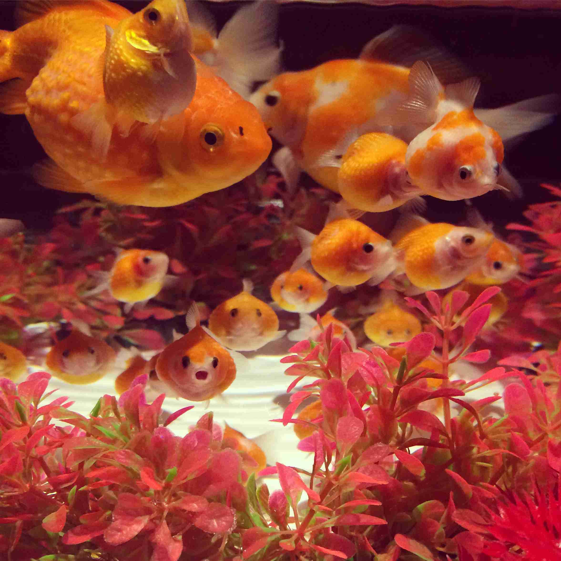 【 金魚】可愛い、綺麗なお魚画像ください~【熱帯魚 】