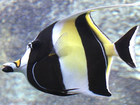 【 金魚】可愛い、綺麗なお魚画像ください~【熱帯魚 】