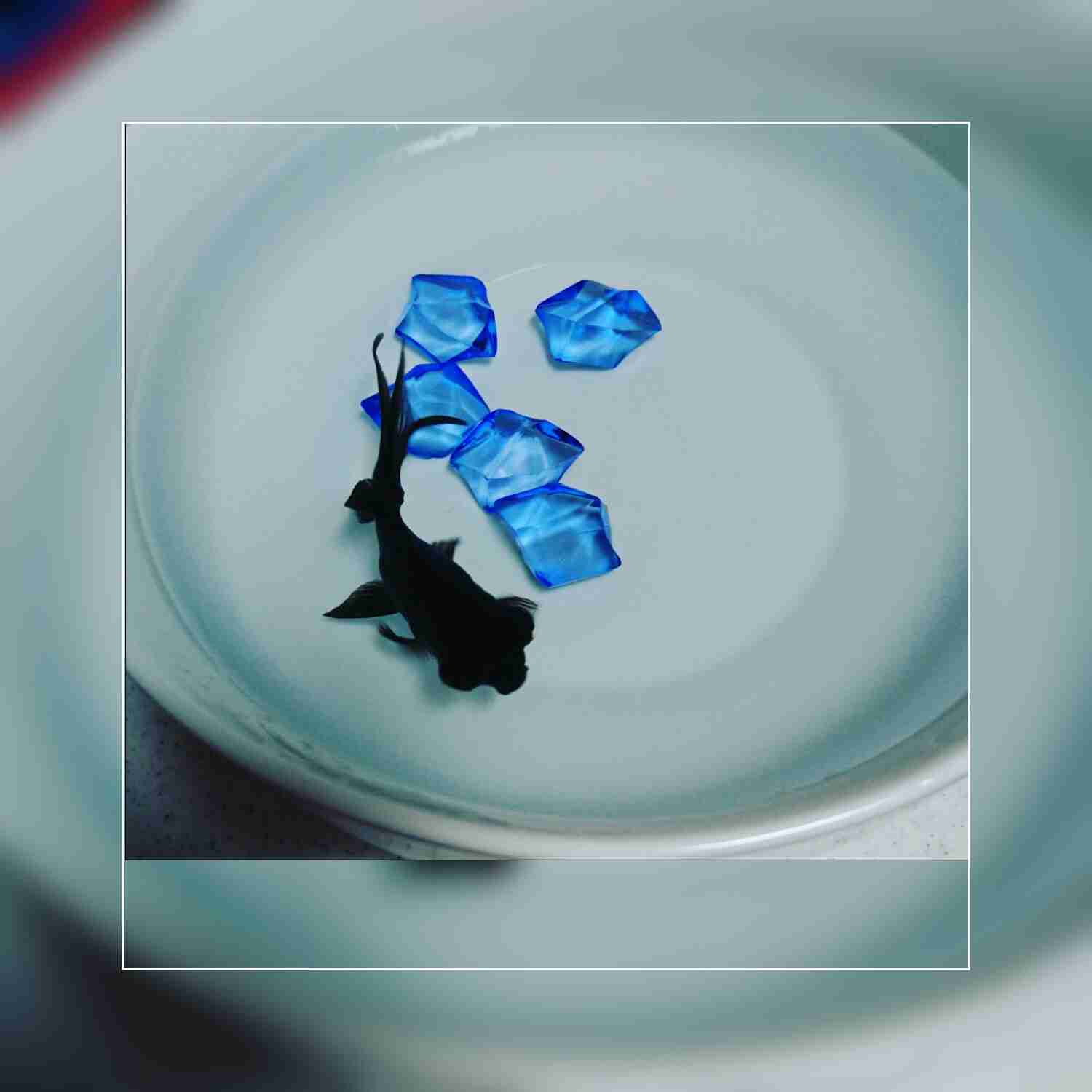 【 金魚】可愛い、綺麗なお魚画像ください~【熱帯魚 】