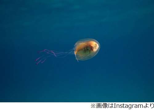 【 金魚】可愛い、綺麗なお魚画像ください~【熱帯魚 】