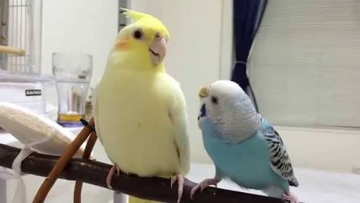 家にインコなど鳥類がいる方いませんか