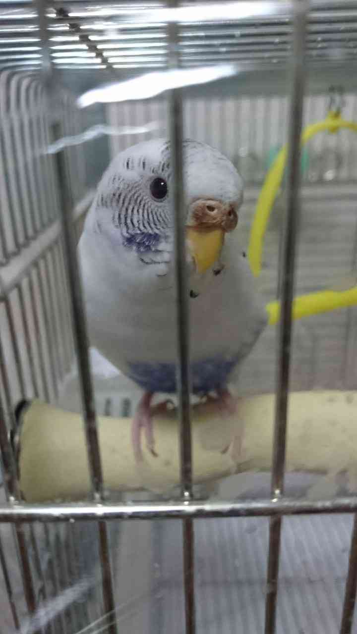 家にインコなど鳥類がいる方いませんか