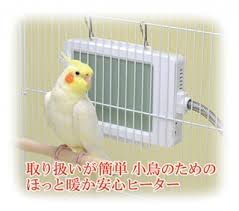 家にインコなど鳥類がいる方いませんか
