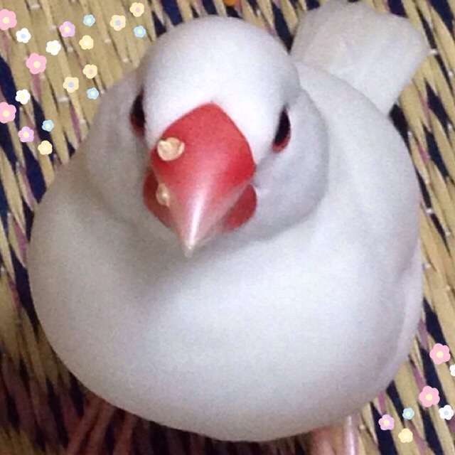 家にインコなど鳥類がいる方いませんか