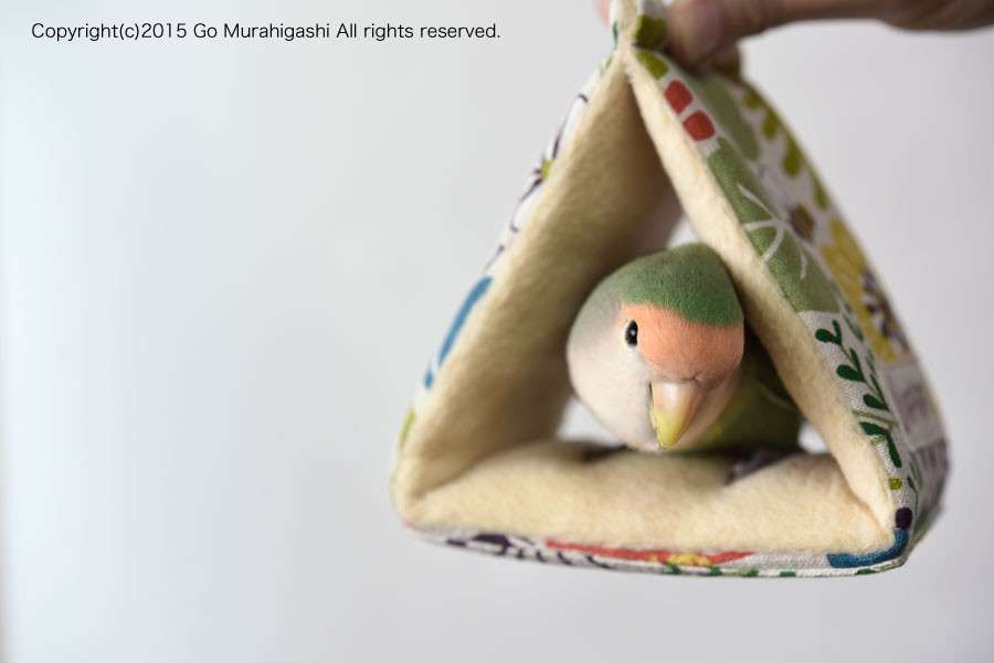 家にインコなど鳥類がいる方いませんか