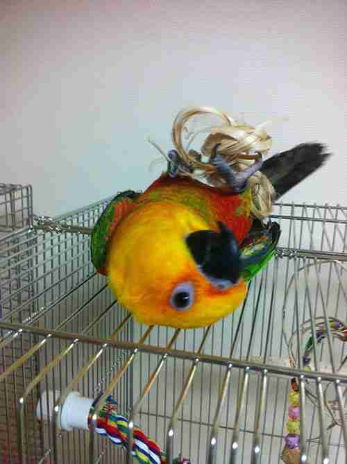 家にインコなど鳥類がいる方いませんか