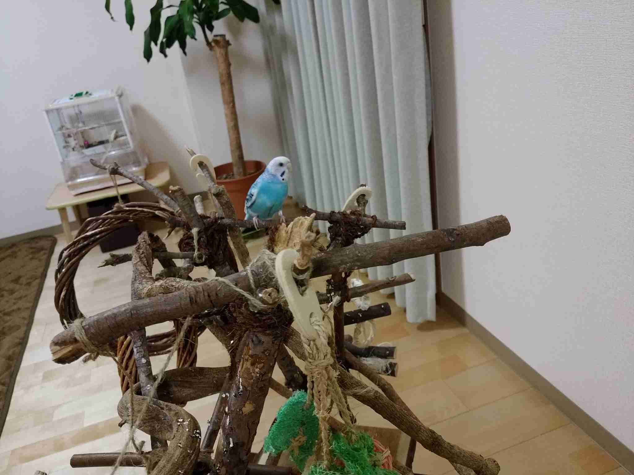 家にインコなど鳥類がいる方いませんか