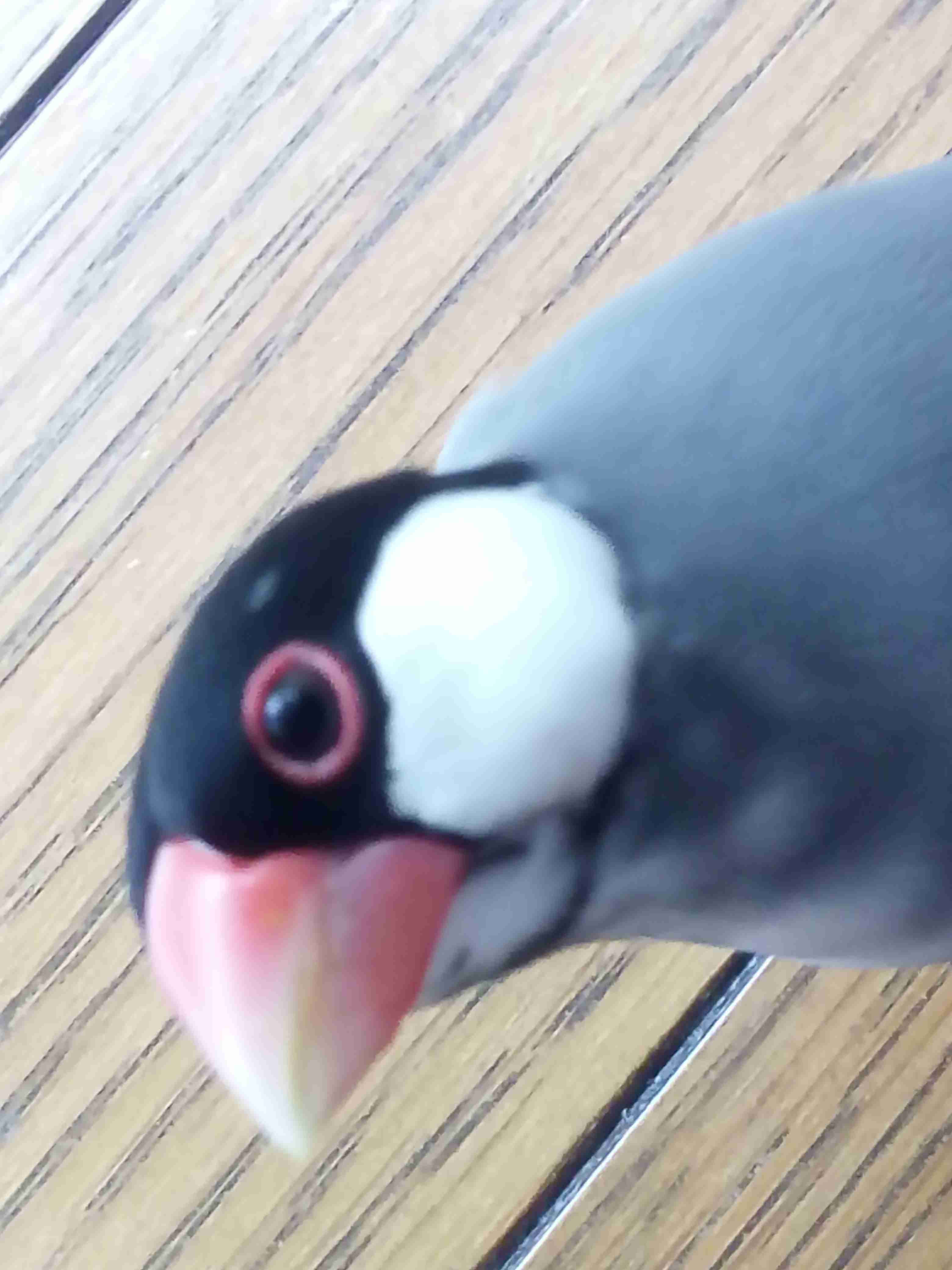 家にインコなど鳥類がいる方いませんか
