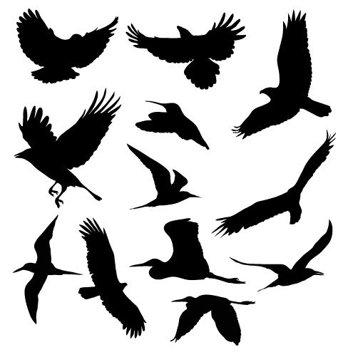 家にインコなど鳥類がいる方いませんか