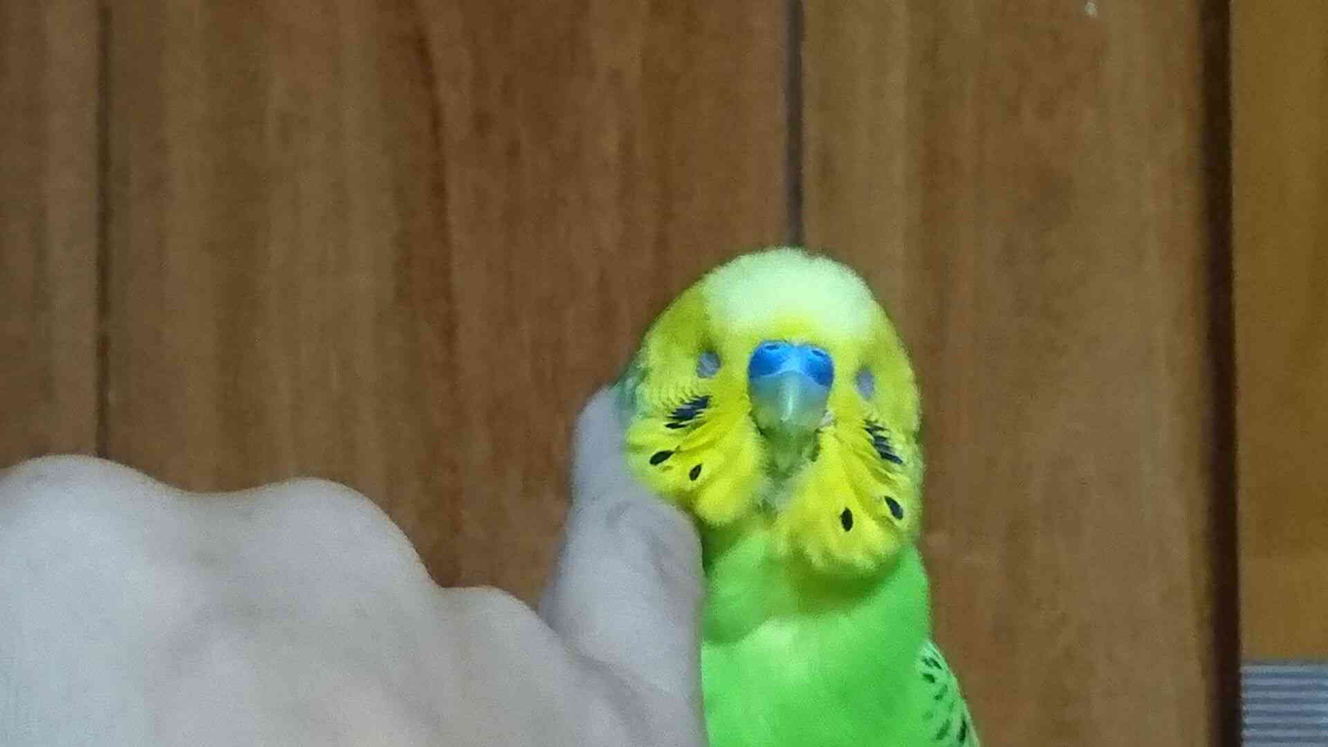 家にインコなど鳥類がいる方いませんか